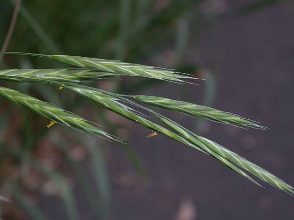 長芒扁雀麥