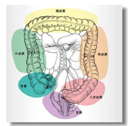 愛大腸~落實素食生活「多吃點菜」