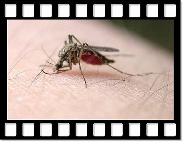 夏季你還為蚊蟲叮咬發愁嗎？