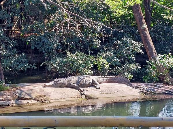 124 屏東「不一樣鱷魚生態農場」_220212_6.jpg