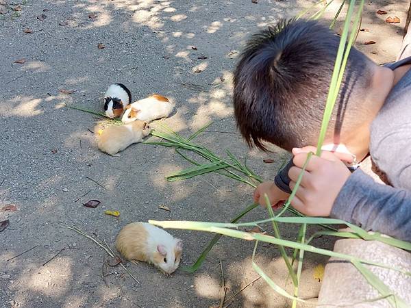 124 屏東「不一樣鱷魚生態農場」_220212_14.jpg