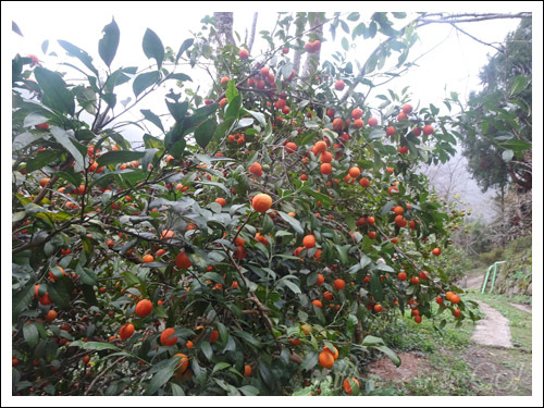 2021桃園民宿搏命之旅(2)拉拉山谷點咖啡