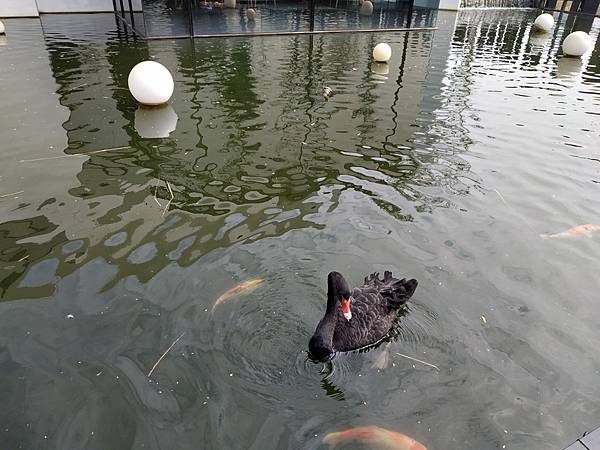 高雄市 前鎮區 ｜ 「碳佐TANGO麻辣鴛鴦鍋」極具時尚的麻