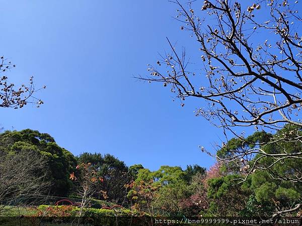 LINE_ALBUM_水堆景觀公園賞櫻花_230316_0.jpg