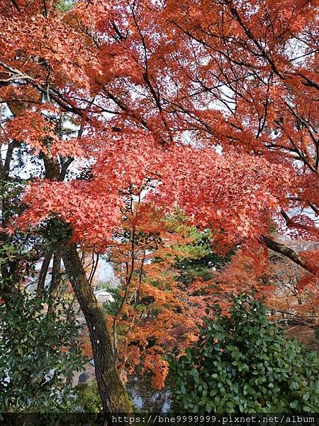 LINE_ALBUM_京都八坂神社_240308_7.jpg