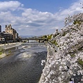 Kamogawa River sakura0.jpg