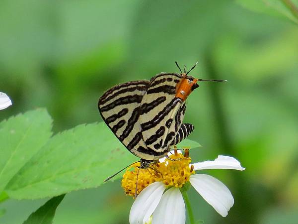 背包侶行。翼之生態。台灣雙尾燕蝶