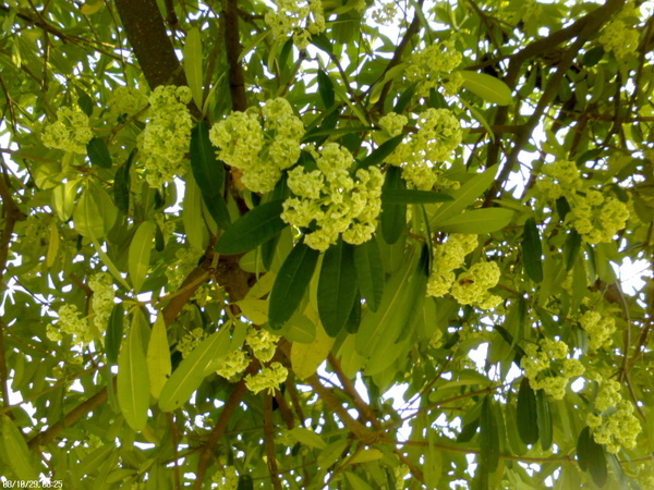 學校黑板樹開花