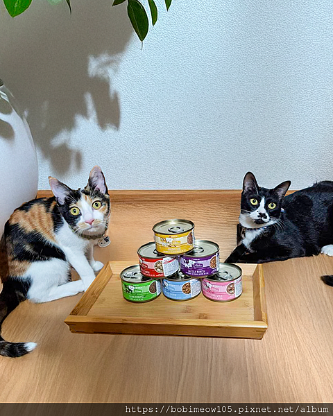 平價也能很高級✨Bobi&Hana的凱特美廚開箱，兩隻貓咪姊