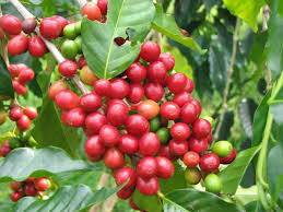 coffee cherry