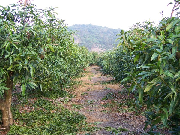 跟我媽一起修剪過ㄉ痕跡