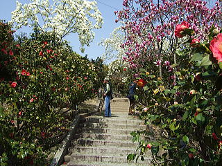 服部綠地植物園樁花.jpg