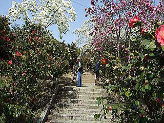 關西花季 椿花tsubaki ツバキ 愛旅遊 寶寶愛旅遊 痞客邦 關西花季 椿花tsubaki ツバキ 愛旅遊 寶寶愛旅遊 痞客邦