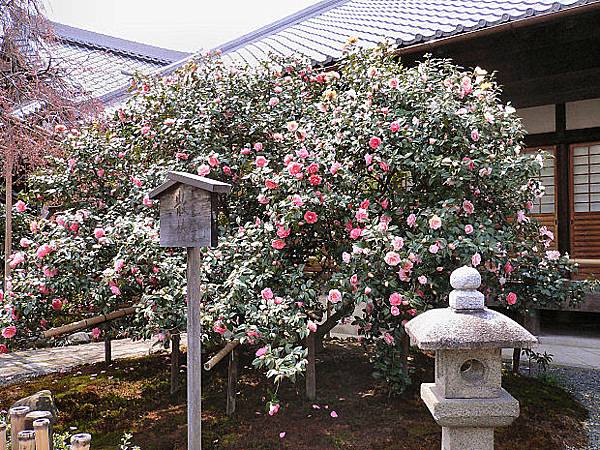 關西花季 椿花tsubaki ツバキ 愛旅遊 寶寶愛旅遊 痞客邦 關西花季 椿花tsubaki ツバキ 愛旅遊 寶寶愛旅遊 痞客邦