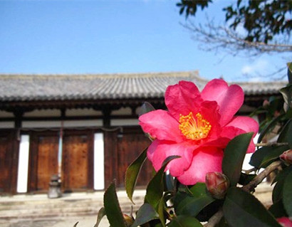 新藥師寺山茶花.jpg