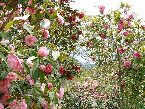 關西花季 椿花tsubaki ツバキ 愛旅遊 寶寶愛旅遊 痞客邦