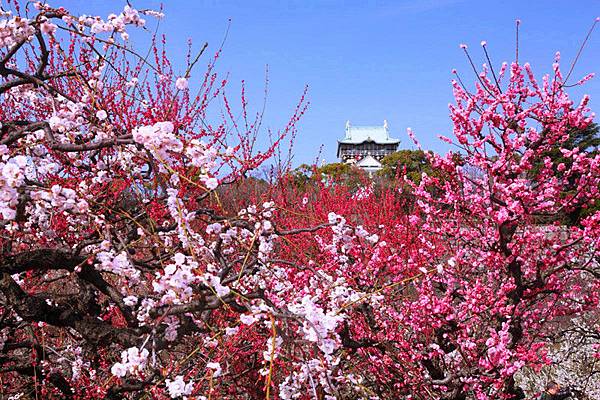 大阪城公園 梅花.jpg