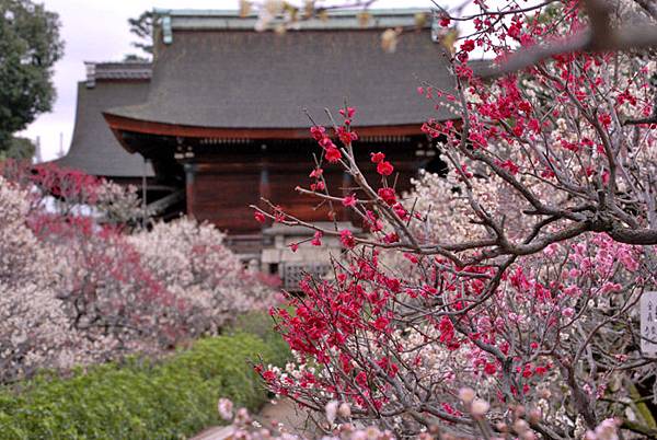 道明寺天満宮 梅花.jpg