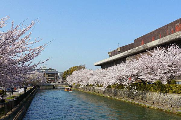 岡崎疏水櫻花.jpg