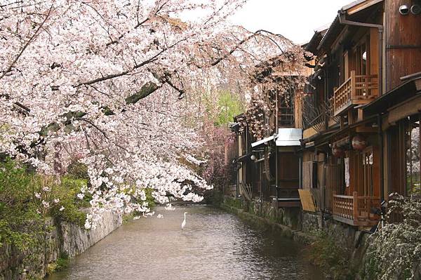 祇園白川 櫻花.jpg