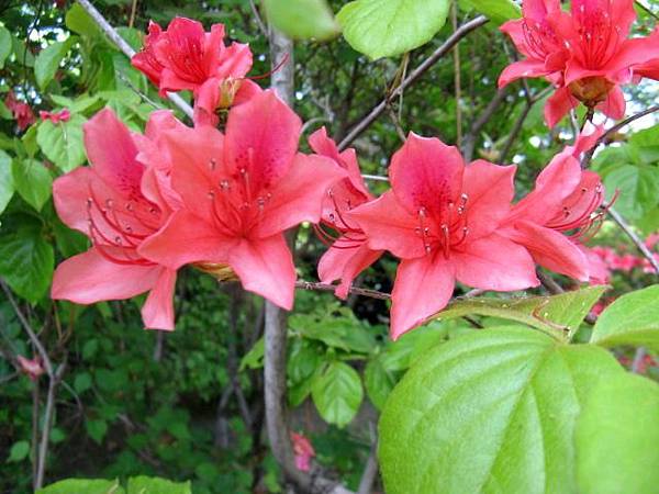 日本杜鵑花 ツツジ 常見品種 三 愛旅遊 寶寶愛旅遊 痞客邦 日本杜鵑花 ツツジ 常見品種 三 愛旅遊 寶寶愛旅遊 痞客邦