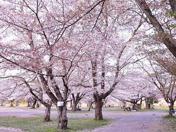 嵐山公園 櫻花.jpg