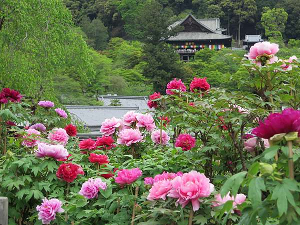 關西花季 牡丹 ボタン 愛旅遊 寶寶愛旅遊 痞客邦