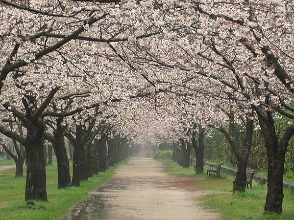 大阪濱寺公園 櫻花.jpg