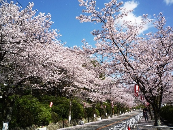 五月山公園 櫻花.jpg