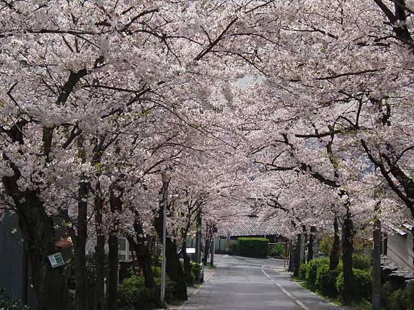 枚岡公園 櫻花.jpg