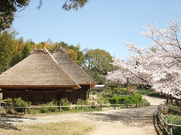 服部綠地公園 櫻花.jpg