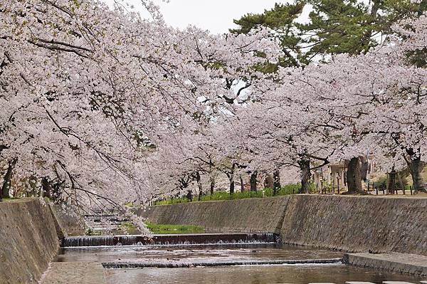 鳳川公園 櫻花.jpg