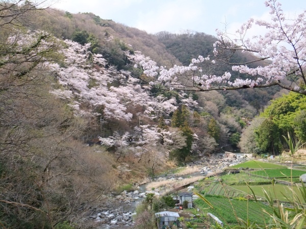 攝津峽公園 櫻花.jpg