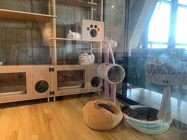 LINE_ALBUM_11181卡菲努努親子寵物餐廳(合作文2750元)要短影、有攝影_220804_136 LINE_ALBUM_11181卡菲努努親子寵物餐廳(合作文2750元)要短影、有攝影_220804_136