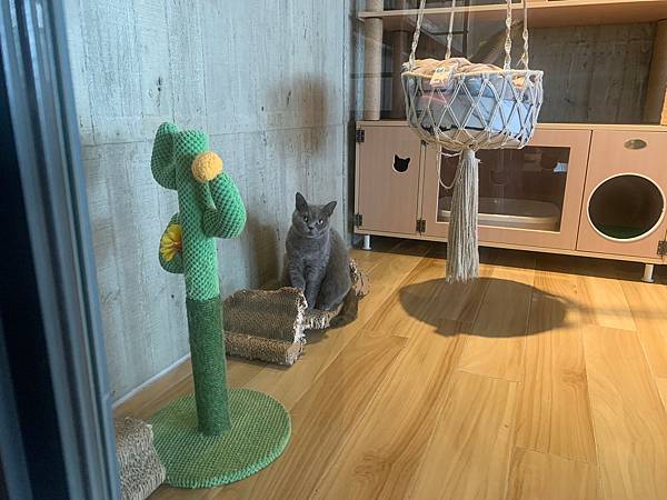 LINE_ALBUM_11181卡菲努努親子寵物餐廳(合作文2750元)要短影、有攝影_220804_137 LINE_ALBUM_11181卡菲努努親子寵物餐廳(合作文2750元)要短影、有攝影_220804_137