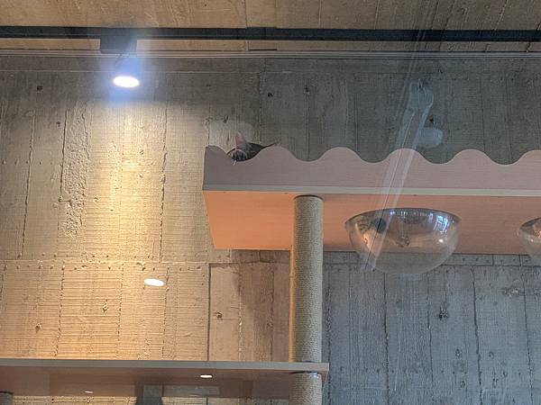 LINE_ALBUM_11181卡菲努努親子寵物餐廳(合作文2750元)要短影、有攝影_220804_139 LINE_ALBUM_11181卡菲努努親子寵物餐廳(合作文2750元)要短影、有攝影_220804_139
