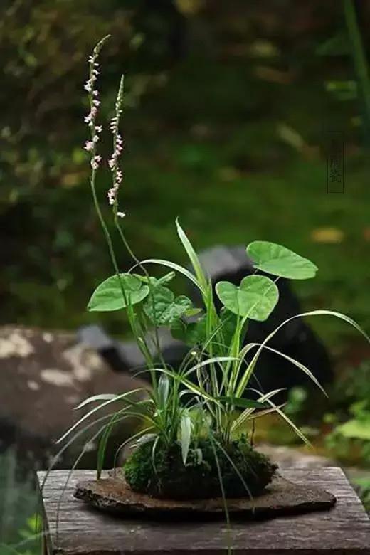 吊起來的苔蘚花卉盆景 到底是怎麼做的 婆婆媽媽 包山包海 痞客邦