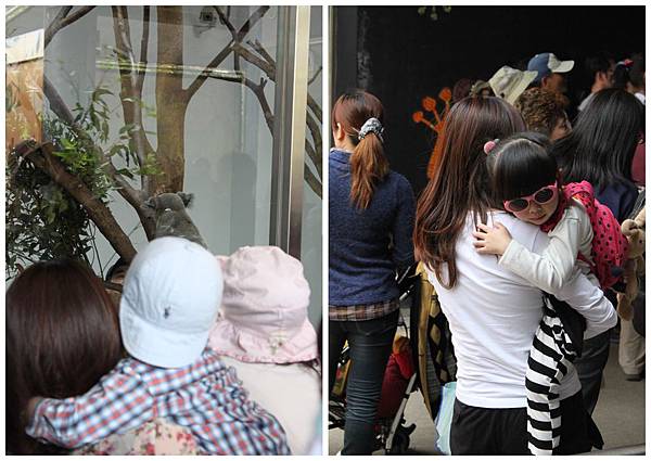 抱著無尾熊看無尾熊