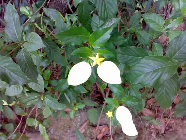 不知名的花~叫它星星花好了^^