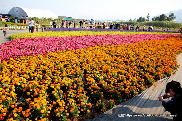 2013新社花海「花間 漫遊 樂悠遊」:【台中新社】2013新社花海-超美花海一日遊,拍照好地方! 2013新社花海「花間 漫遊 樂悠遊」:【台中新社】2013新社花海-超美花海一日遊,拍照好地方!