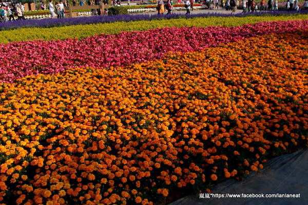 2013新社花海「花間 漫遊 樂悠遊」:【台中新社】2013新社花海-超美花海一日遊,拍照好地方! 2013新社花海「花間 漫遊 樂悠遊」:【台中新社】2013新社花海-超美花海一日遊,拍照好地方!