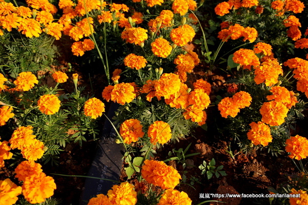 2013新社花海「花間 漫遊 樂悠遊」:【台中新社】2013新社花海-超美花海一日遊,拍照好地方! 2013新社花海「花間 漫遊 樂悠遊」:【台中新社】2013新社花海-超美花海一日遊,拍照好地方!