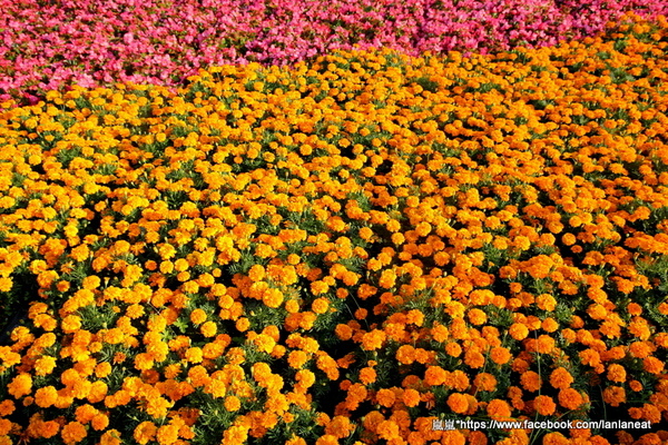 2013新社花海「花間 漫遊 樂悠遊」:【台中新社】2013新社花海-超美花海一日遊,拍照好地方! 2013新社花海「花間 漫遊 樂悠遊」:【台中新社】2013新社花海-超美花海一日遊,拍照好地方!