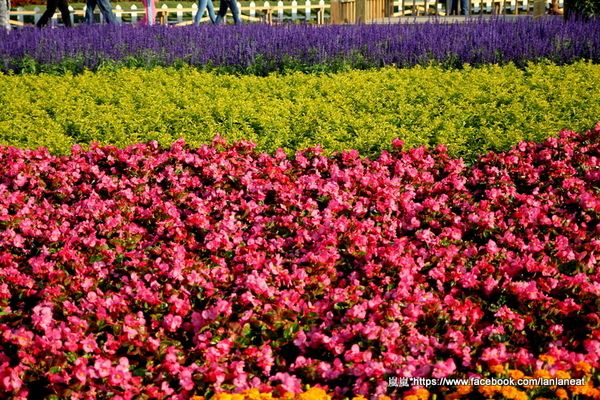 2013新社花海「花間 漫遊 樂悠遊」:【台中新社】2013新社花海-超美花海一日遊,拍照好地方! 2013新社花海「花間 漫遊 樂悠遊」:【台中新社】2013新社花海-超美花海一日遊,拍照好地方!