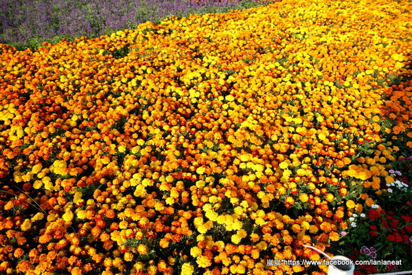 2013新社花海「花間 漫遊 樂悠遊」:【台中新社】2013新社花海-超美花海一日遊,拍照好地方! 2013新社花海「花間 漫遊 樂悠遊」:【台中新社】2013新社花海-超美花海一日遊,拍照好地方!