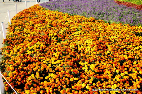 2013新社花海「花間 漫遊 樂悠遊」:【台中新社】2013新社花海-超美花海一日遊,拍照好地方! 2013新社花海「花間 漫遊 樂悠遊」:【台中新社】2013新社花海-超美花海一日遊,拍照好地方!