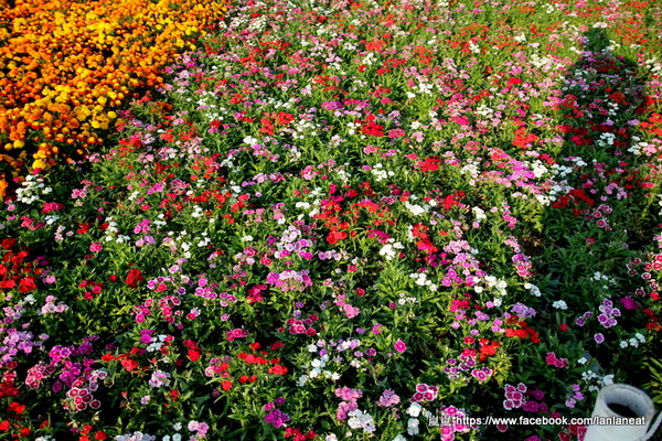 2013新社花海「花間 漫遊 樂悠遊」:【台中新社】2013新社花海-超美花海一日遊,拍照好地方! 2013新社花海「花間 漫遊 樂悠遊」:【台中新社】2013新社花海-超美花海一日遊,拍照好地方!