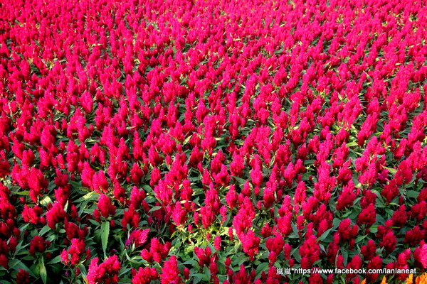 2013新社花海「花間 漫遊 樂悠遊」:【台中新社】2013新社花海-超美花海一日遊,拍照好地方! 2013新社花海「花間 漫遊 樂悠遊」:【台中新社】2013新社花海-超美花海一日遊,拍照好地方!