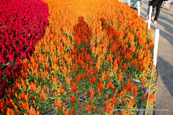 2013新社花海「花間 漫遊 樂悠遊」:【台中新社】2013新社花海-超美花海一日遊,拍照好地方! 2013新社花海「花間 漫遊 樂悠遊」:【台中新社】2013新社花海-超美花海一日遊,拍照好地方!