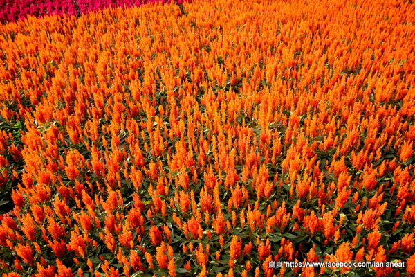 2013新社花海「花間 漫遊 樂悠遊」:【台中新社】2013新社花海-超美花海一日遊,拍照好地方! 2013新社花海「花間 漫遊 樂悠遊」:【台中新社】2013新社花海-超美花海一日遊,拍照好地方!